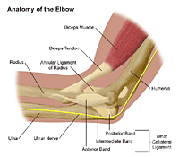 Anatomy of the elbow