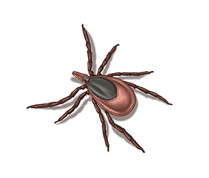 Closeup of tick.